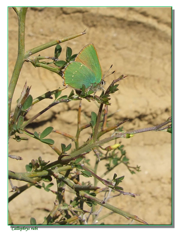 Callophrys rubi